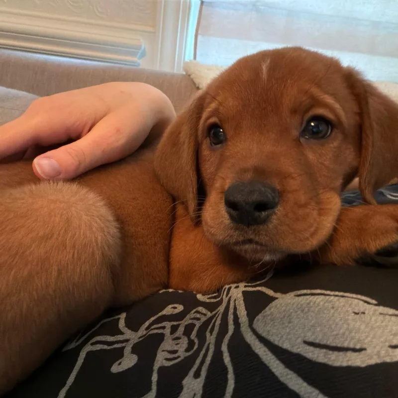 Oakley