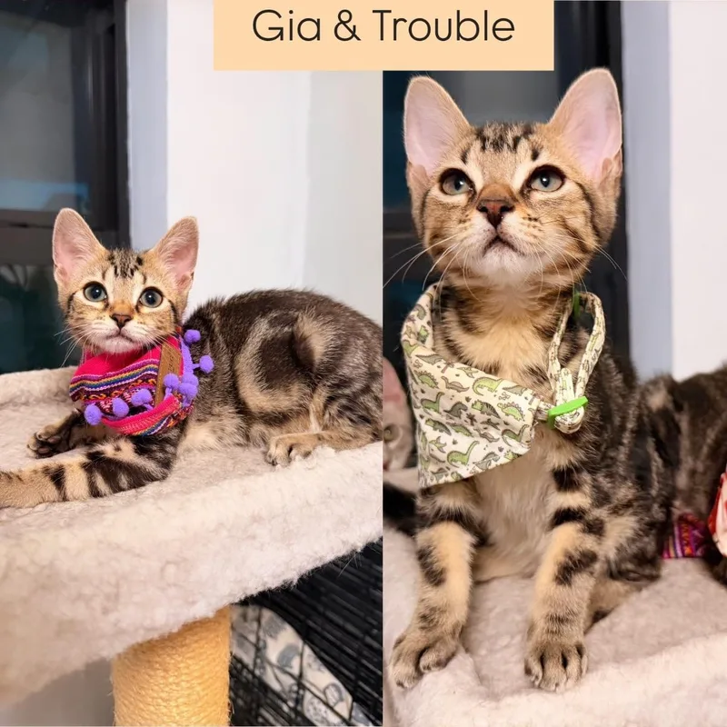 Gia And Trouble thumbnail 5