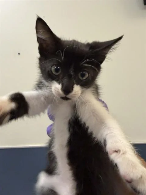 A baby small-sized male Domestic Short Hair cat named Pagu for adoption in Miami, FL