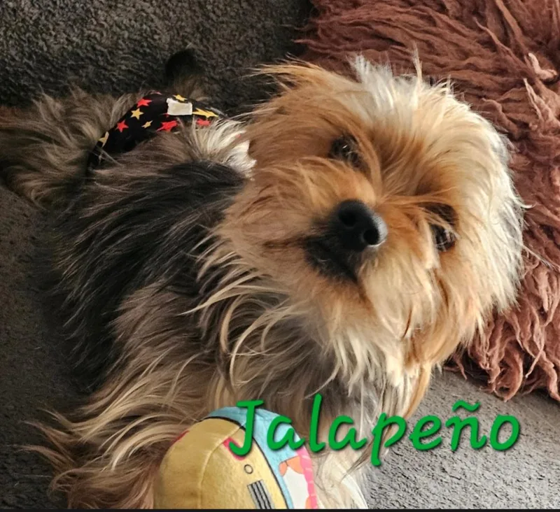 Jalapeño