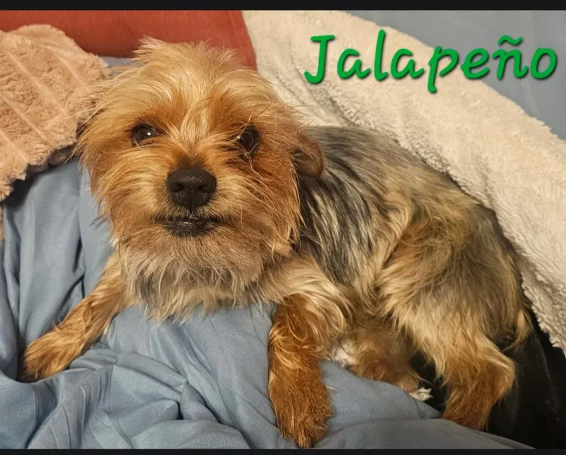 Jalapeño thumbnail 3