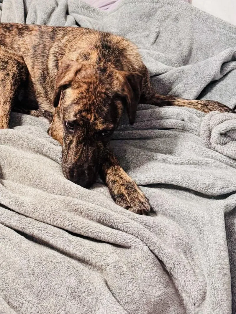 A young medium-sized female Mixed Breed dog named Bindi for adoption in Greenville, SC
