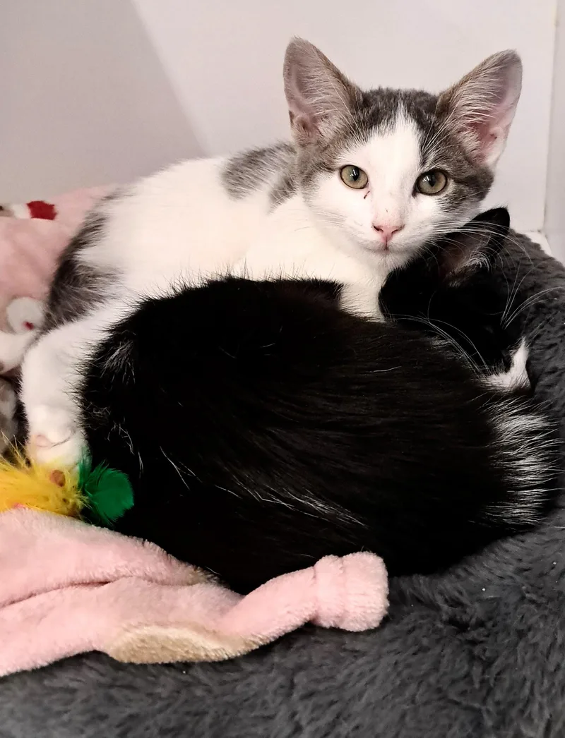 A baby medium-sized female Gray & White Domestic Short Hair cat named Anya and Willow for adoption in Buffalo, NY