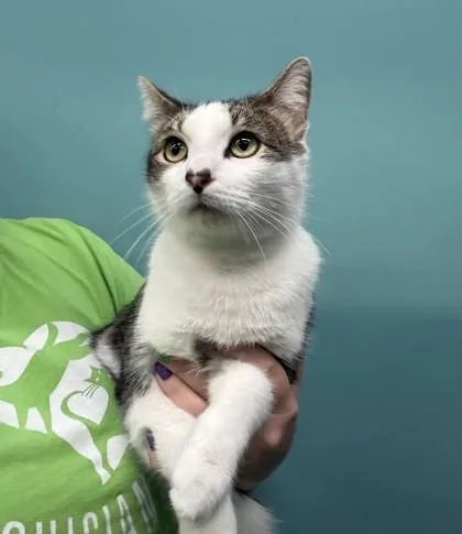 An adult small-sized male Domestic Short Hair cat named Zlatan for adoption in New Orleans, LA