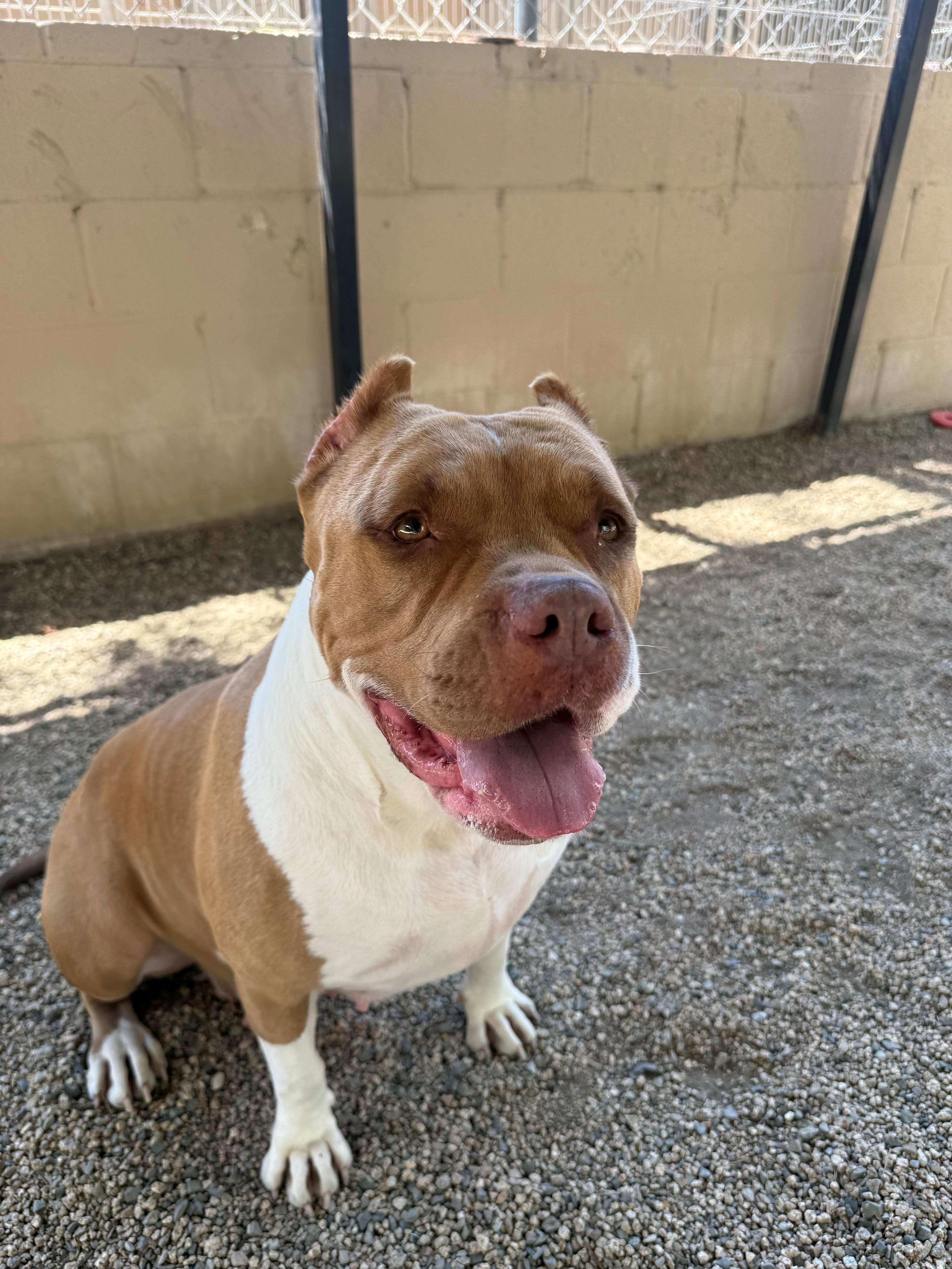 An adult large-sized female Red / Chestnut / Orange American Staffordshire Terrier dog named Rollie Pollie for adoption in Laguna Beach, CA