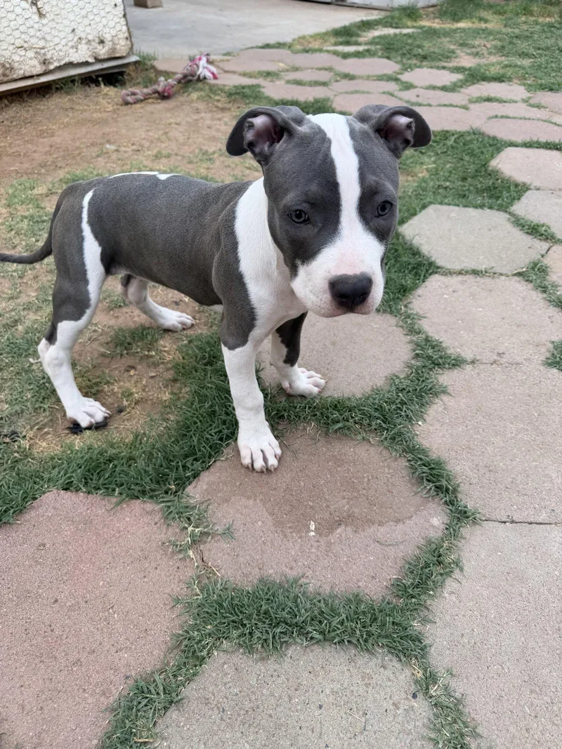 A baby large-sized female Pit Bull Terrier dog named Chloe for adoption in Chandler, AZ