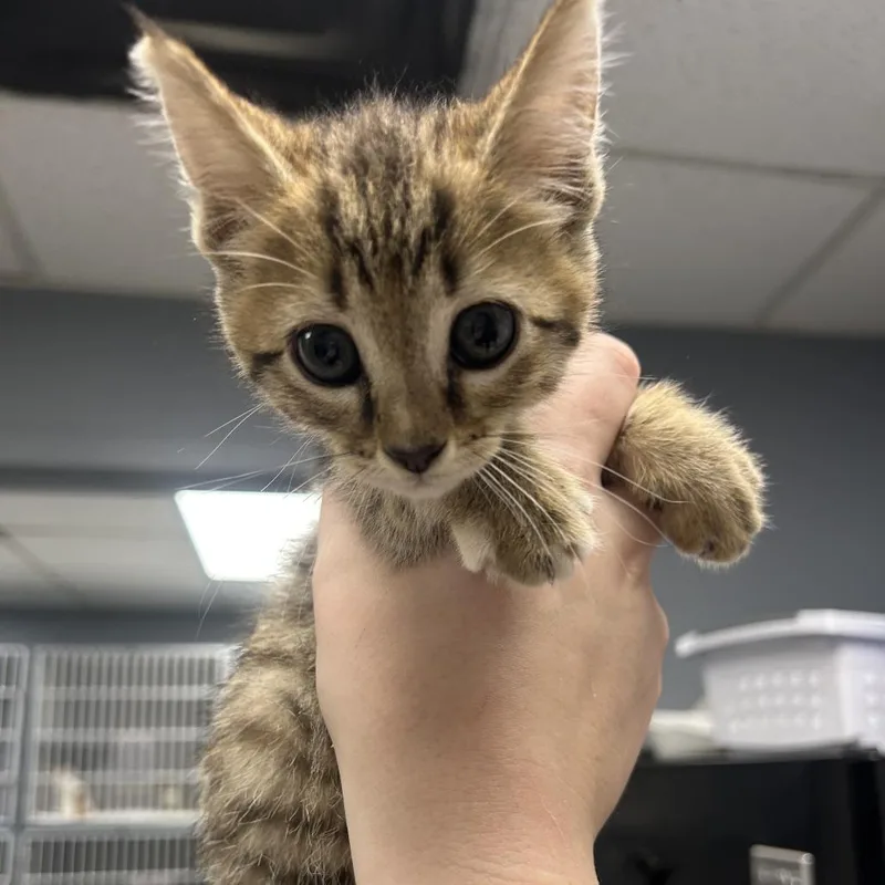 A baby small-sized female Brown / Chocolate Domestic Short Hair cat named Mabel for adoption in Birmingham, AL