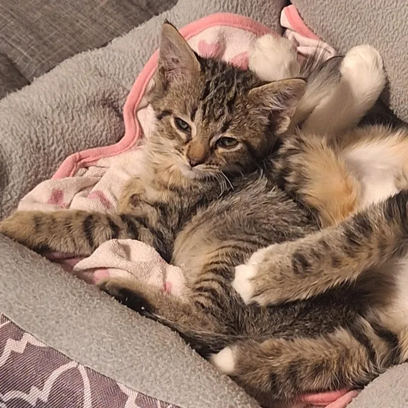 A baby small-sized male Brown / Chocolate Domestic Short Hair cat named Jose for adoption in Grantsville, UT