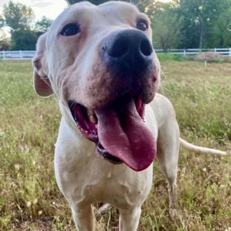 An adult medium-sized male White / Cream Boxer dog named Bruce for adoption in Naperville, IL