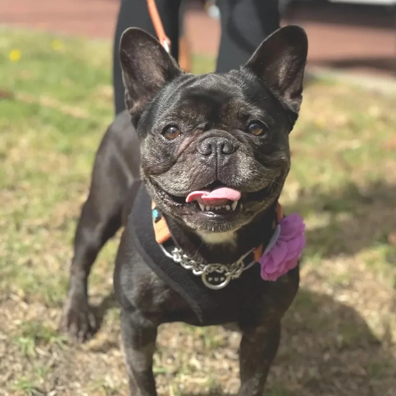 An adult small-sized female French Bulldog dog named Remi for adoption in San Francisco, CA