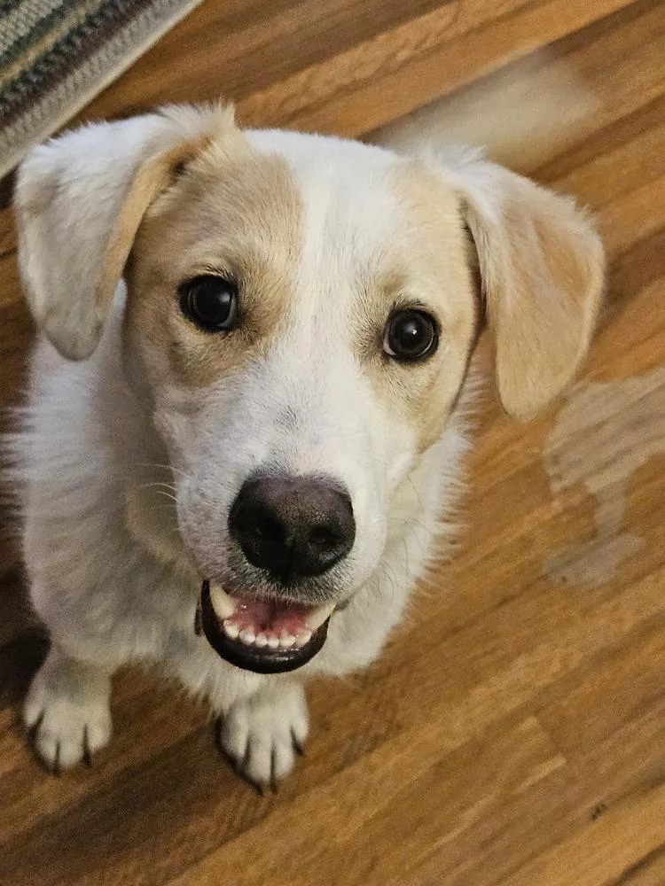An adult medium-sized male Eskimo Dog dog named Nate for adoption in Boston, MA