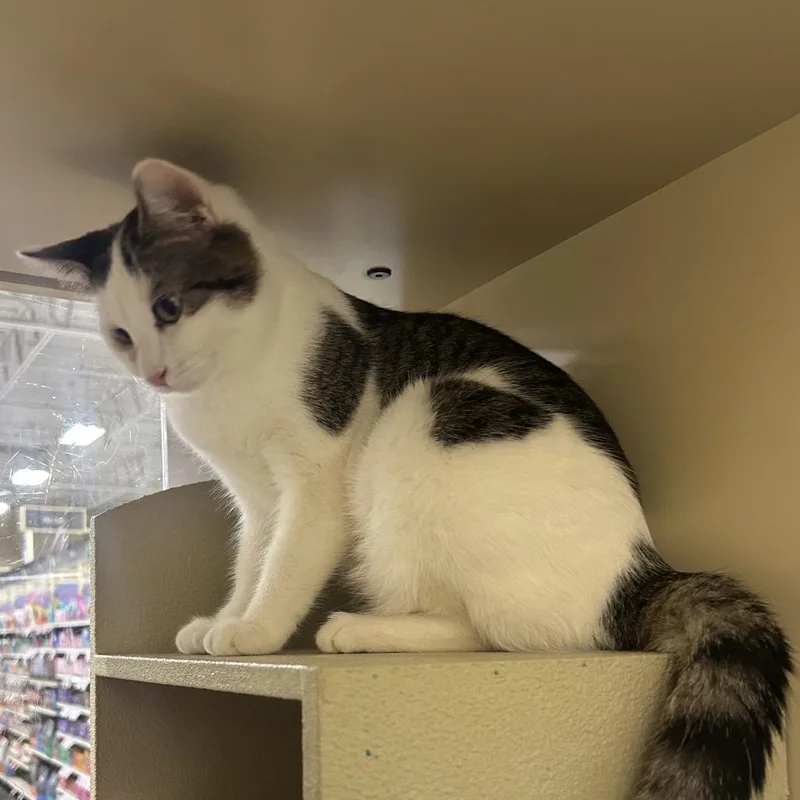 A young medium-sized male Brown / Chocolate Domestic Short Hair cat named New Jersey for adoption in Hemet, CA
