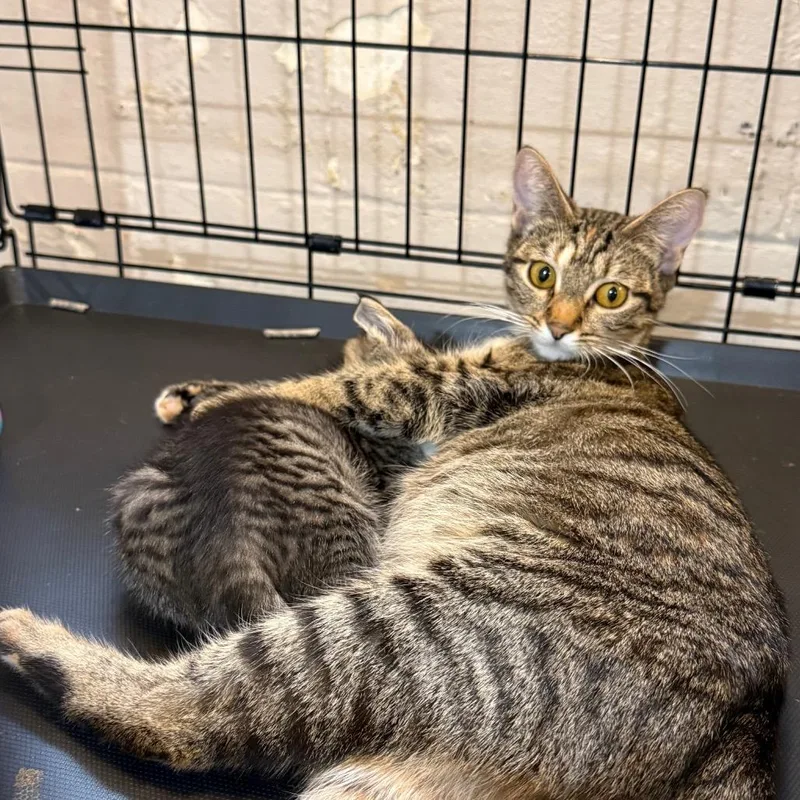 A baby small-sized male Brown / Chocolate Domestic Short Hair cat named Chips Ahoy for adoption in Parkersburg, WV