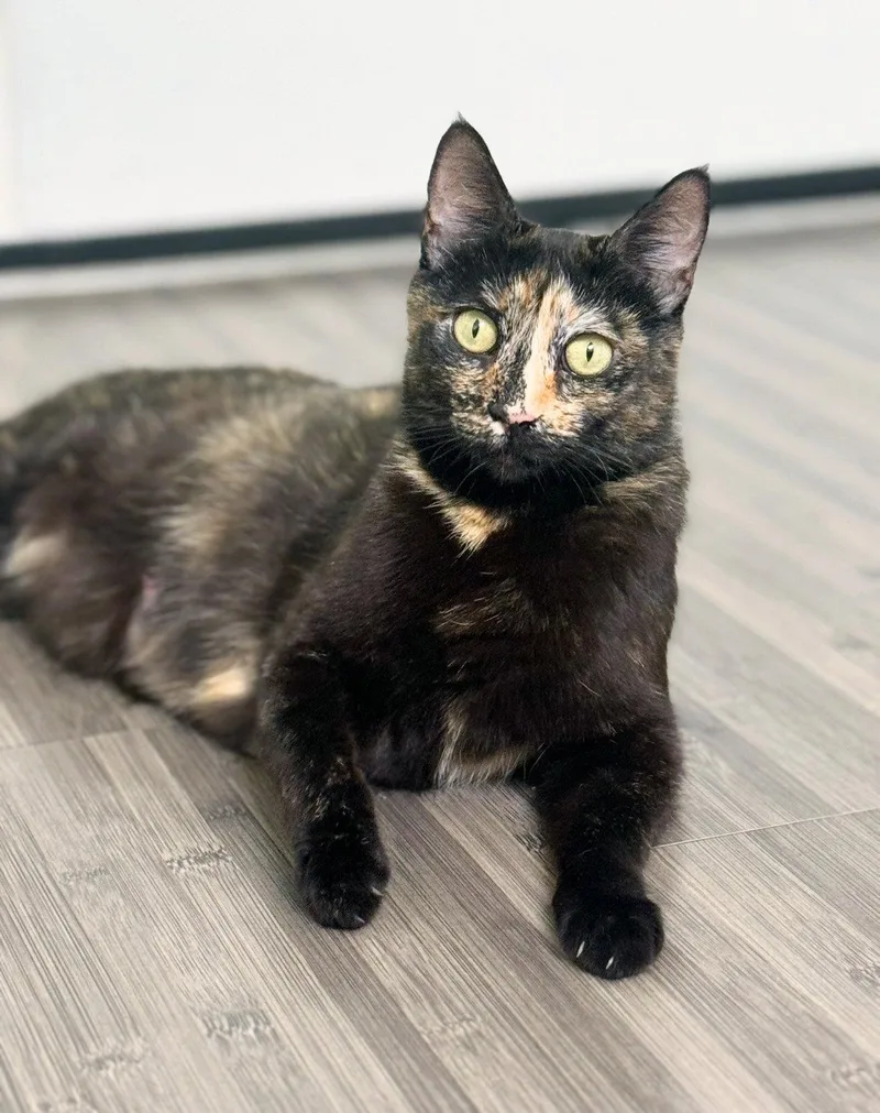 A young medium-sized female Tortoiseshell cat named Dottie for adoption in Alameda, CA