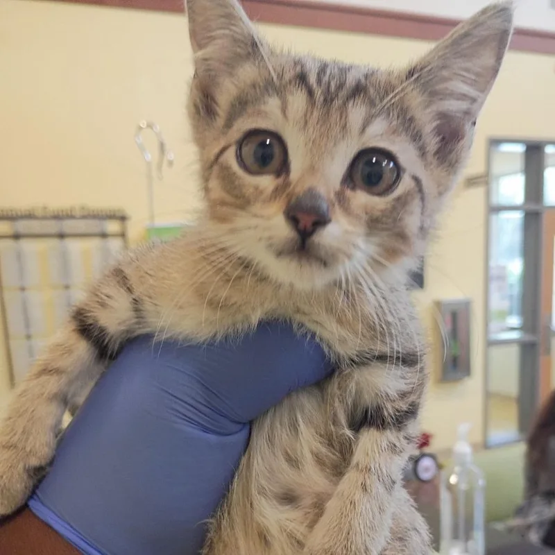 A baby small-sized male Gray / Blue / Silver Domestic Short Hair cat named Pegasus for adoption in Lynchburg, VA