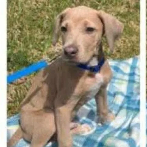 A baby medium-sized male Yellow / Tan / Blond / Fawn Labrador Retriever dog named Moose for adoption in Alexandria, VA