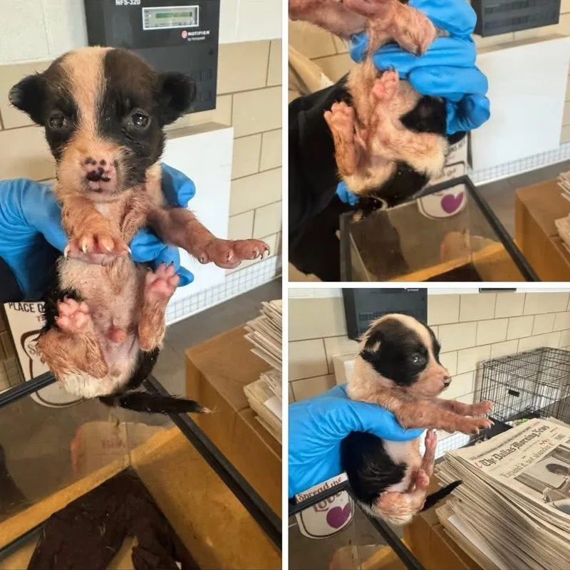 A baby medium-sized male Black Mixed Breed dog named Checkers for adoption in Allen, TX