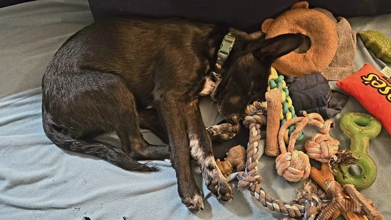 Meatball thumbnail 2