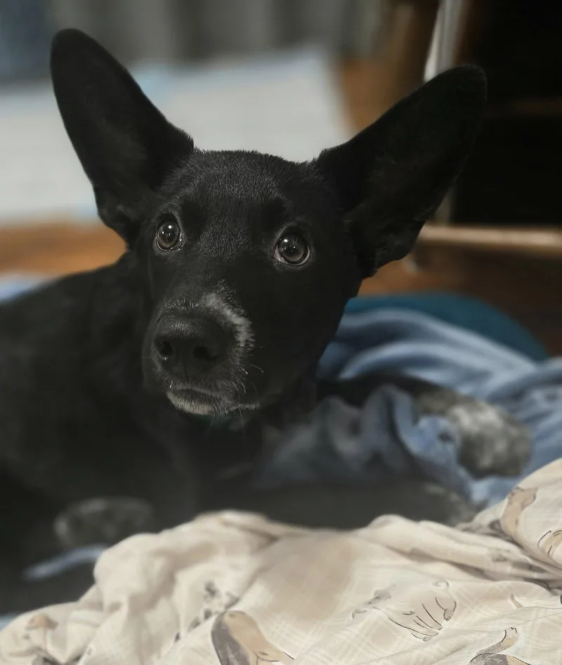 Meatball thumbnail 3