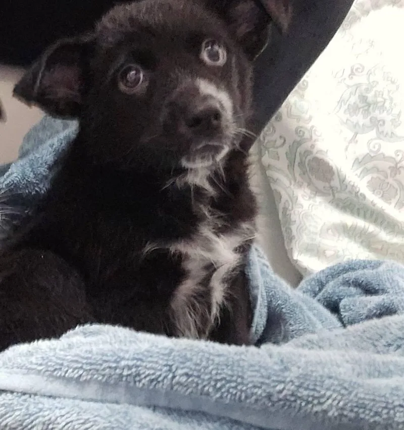 Meatball thumbnail 4