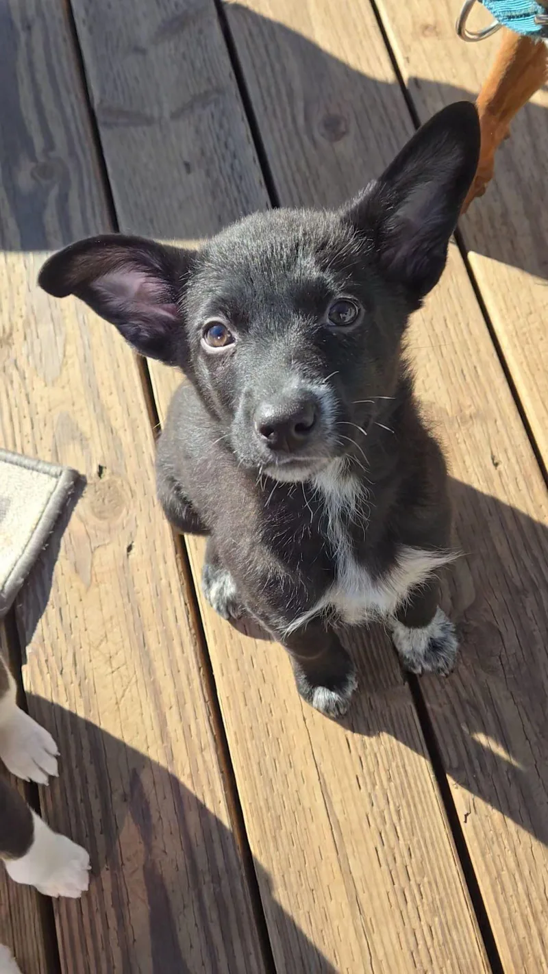 Meatball thumbnail 5