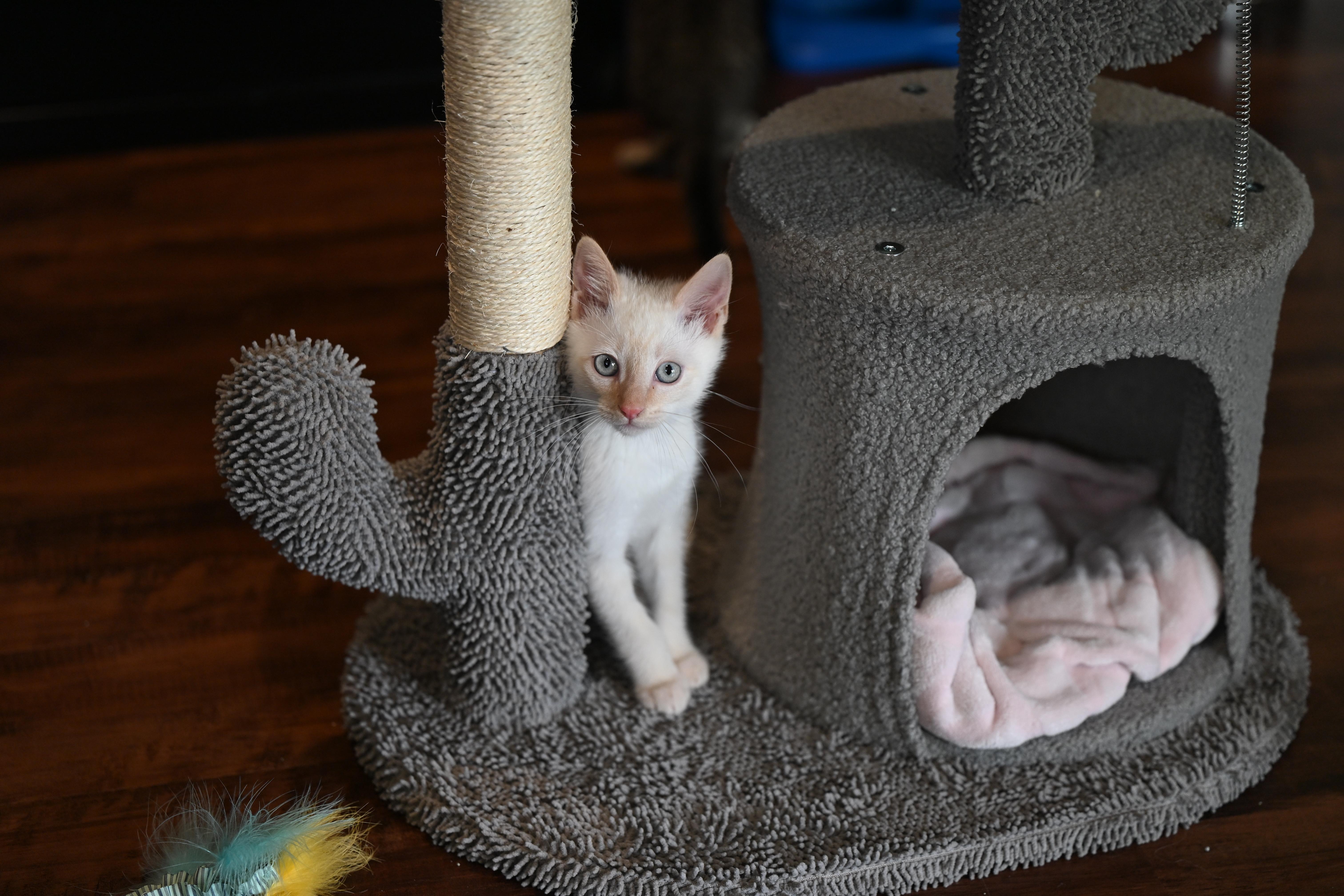 Hollywood thumbnail 3