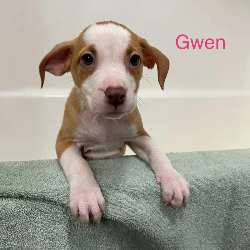 A baby medium-sized female Golden Boxer dog named Gwen for adoption in Davisburg, MI