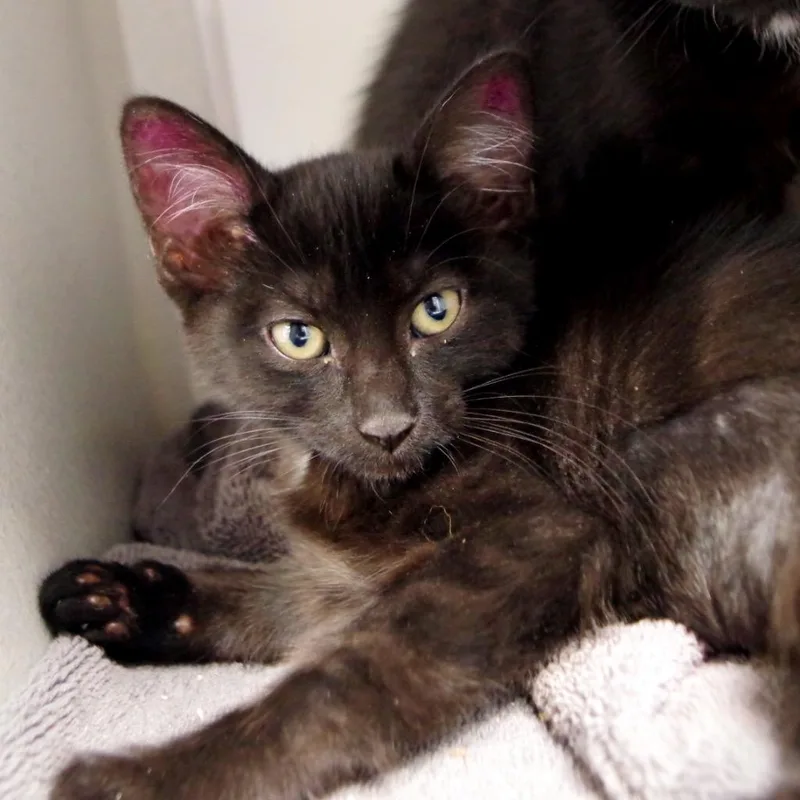A baby medium-sized female Domestic Short Hair cat named Bolo Tie for adoption in Shoreline, WA