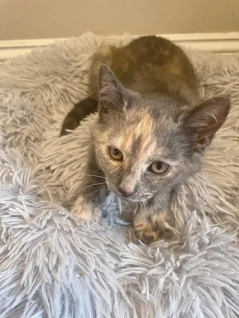 A baby medium-sized female Dilute Tortoiseshell Domestic Short Hair cat named Smokey for adoption in Reading, PA