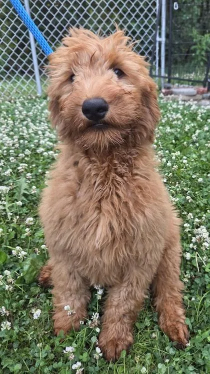 A baby large-sized female Golden Retriever dog named Brooke for adoption in Kinzers , PA