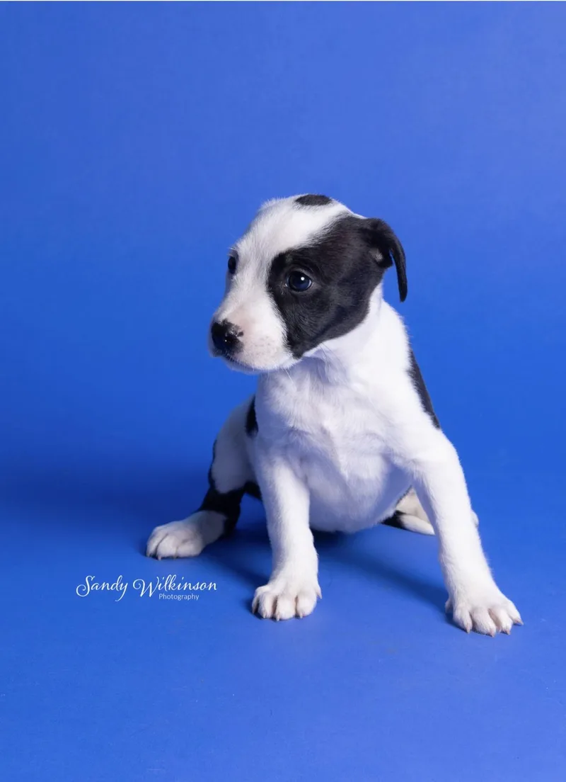 A baby medium-sized female Black Pit Bull Terrier dog named Lily for adoption in RUSSIAVILLE, IN