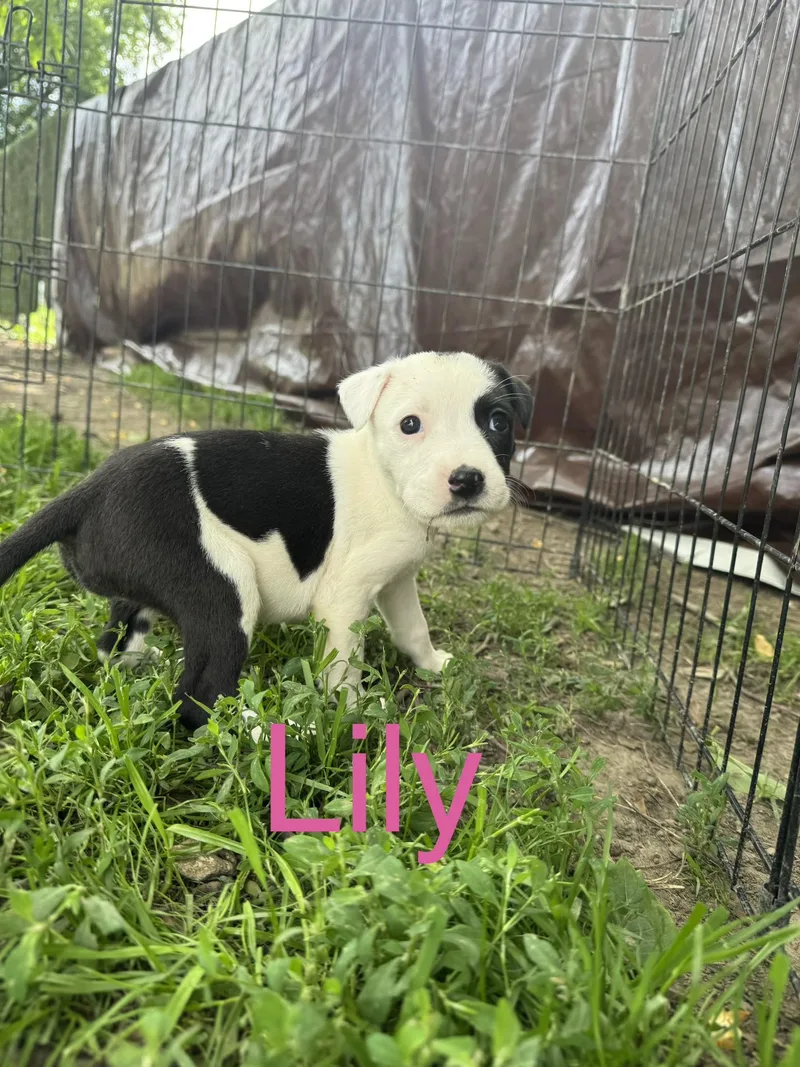 Lily thumbnail 3