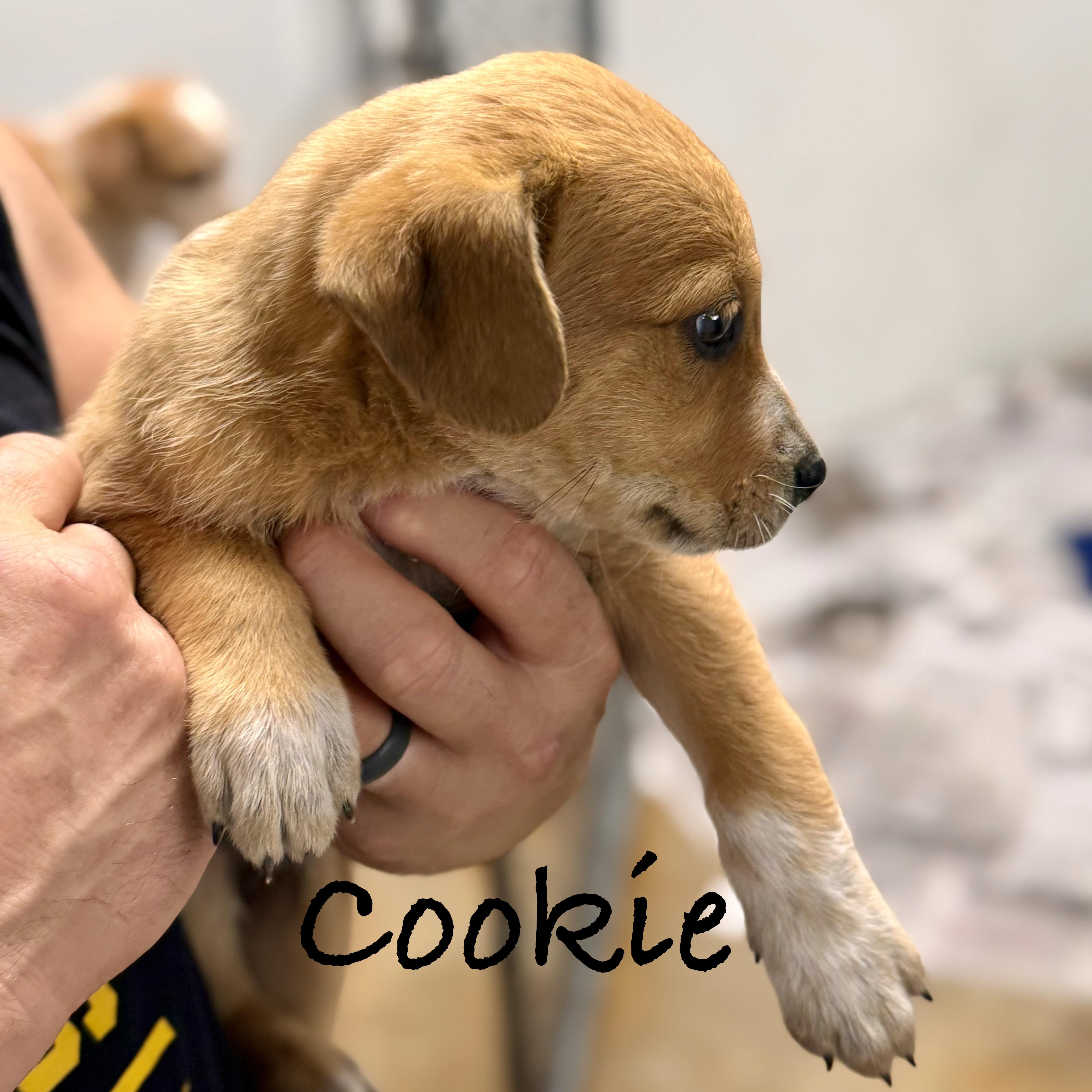 A baby large-sized female Yellow / Tan / Blond / Fawn Labrador Retriever dog named Cookie for adoption in Wilmington, OH