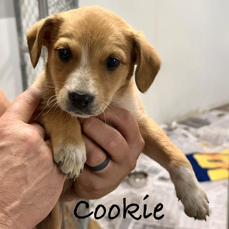 Cookie thumbnail 3