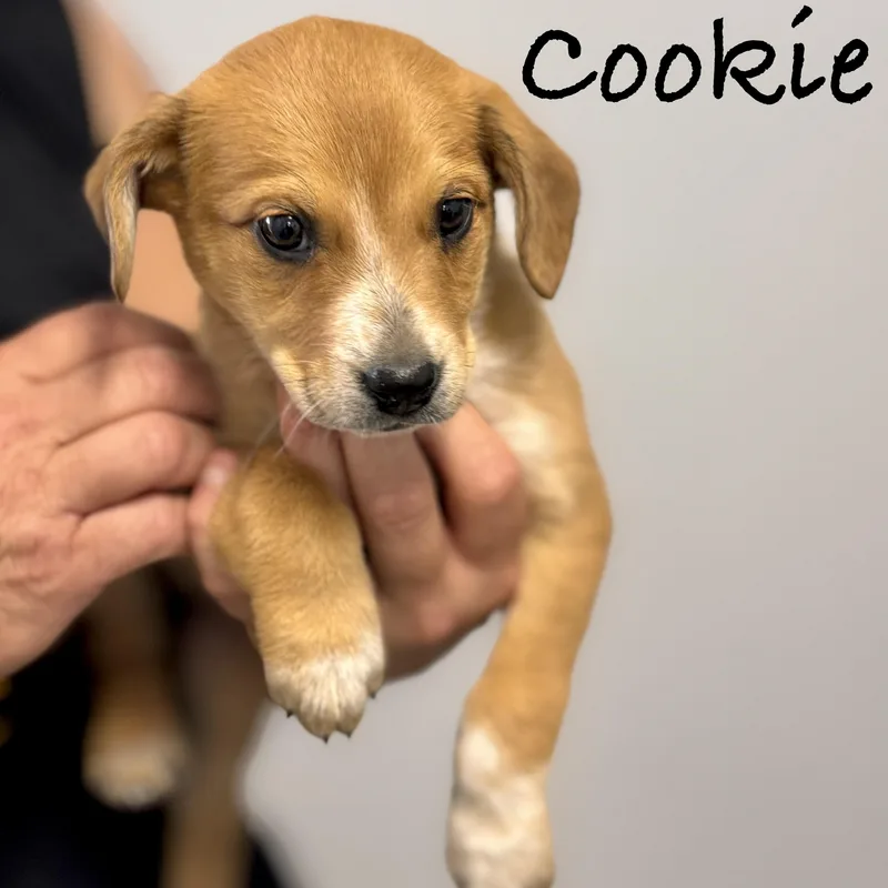 Cookie thumbnail 4