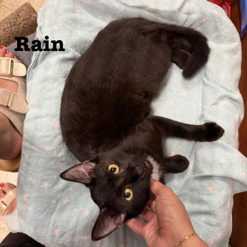 A young medium-sized female Black Domestic Short Hair cat named Rain for adoption in Spring Lake, NJ
