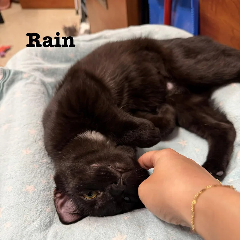 Rain thumbnail 2