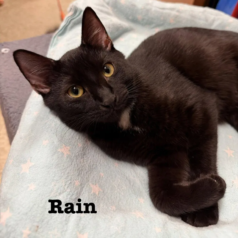 Rain thumbnail 3
