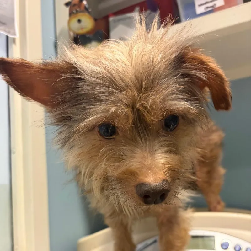 An adult small-sized male Brown / Chocolate Mixed Breed dog named King for adoption in Chattanooga, TN