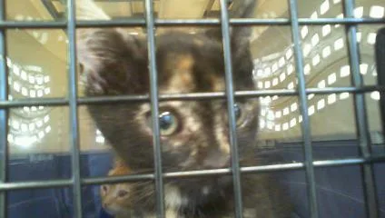 A baby small-sized female Domestic Short Hair cat named Medusa for adoption in Charlotte, NC