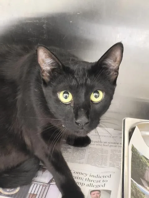 An adult small-sized female Domestic Short Hair cat named Spooky for adoption in Los Angeles, CA