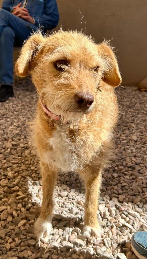 An adult medium-sized female Border Terrier dog named Wafer for adoption in Cottonwood, AZ