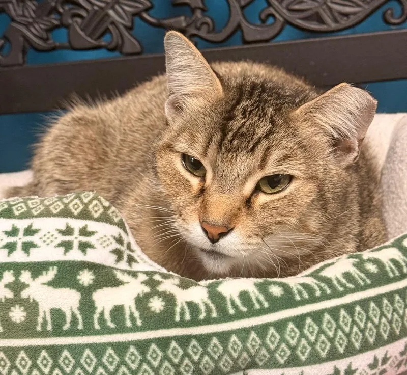 An adult medium-sized female Domestic Short Hair cat named Poppy for adoption in Defiance, OH