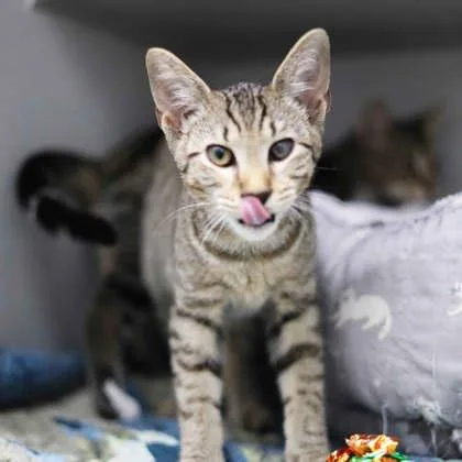 A baby small-sized male Brown / Chocolate Domestic Short Hair cat named Murray for adoption in Atlanta, GA