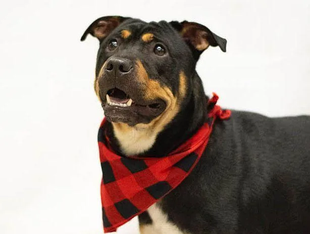 A young medium-sized male Black Rottweiler dog named Benny for adoption in Sanford, FL