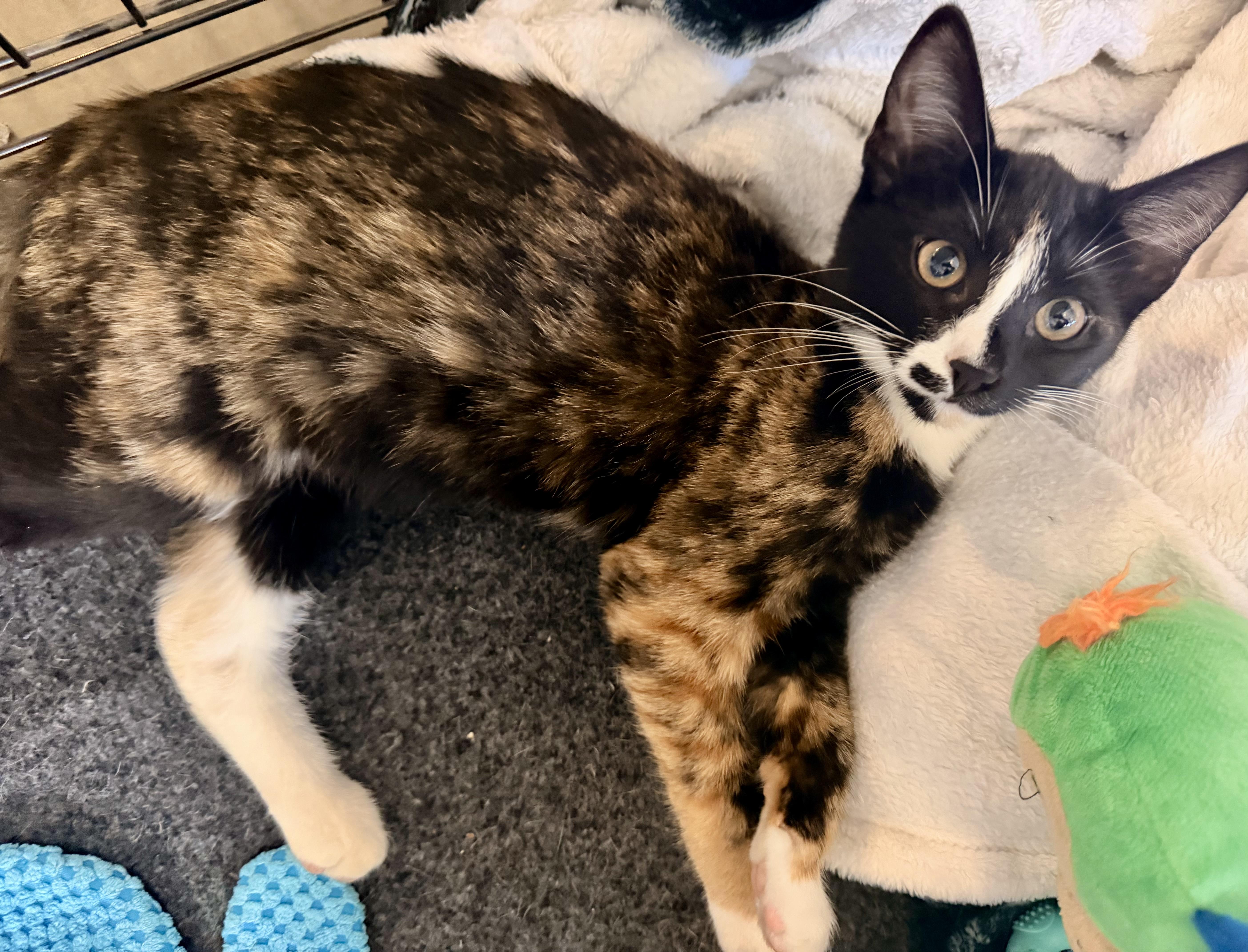 A baby medium-sized female Black & White / Tuxedo Domestic Short Hair cat named Arlene for adoption in Norco, CA