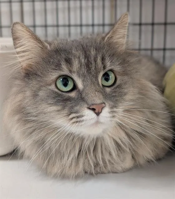 A young medium-sized female Domestic Long Hair cat named Rose for adoption in Canfield, OH