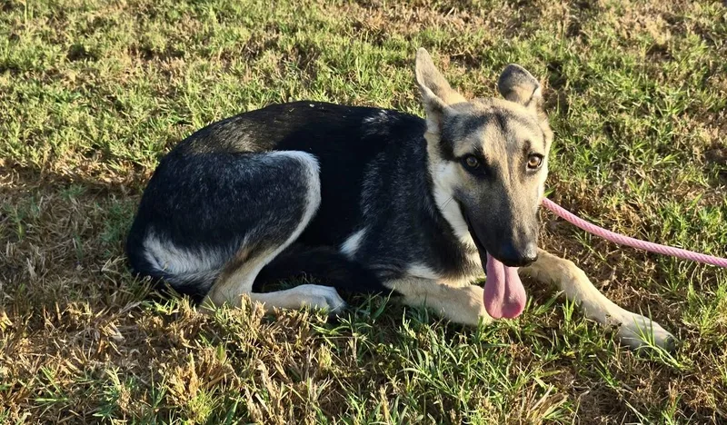 A baby large-sized male Tricolor (Brown, Black, & White) German Shepherd Dog dog named Lobo for adoption in Greeneville , TN