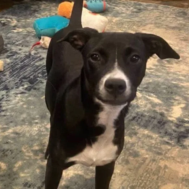 A baby medium-sized female Labrador Retriever dog named Poppy Sue for adoption in Lexington, KY