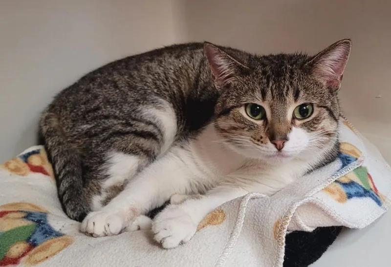 A young medium-sized male Tabby (Brown / Chocolate) Domestic Short Hair cat named Jasper for adoption in Tomah, WI